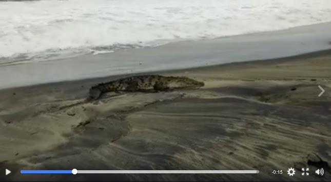 VIDEO: Aparece cocodrilo en Mazunte