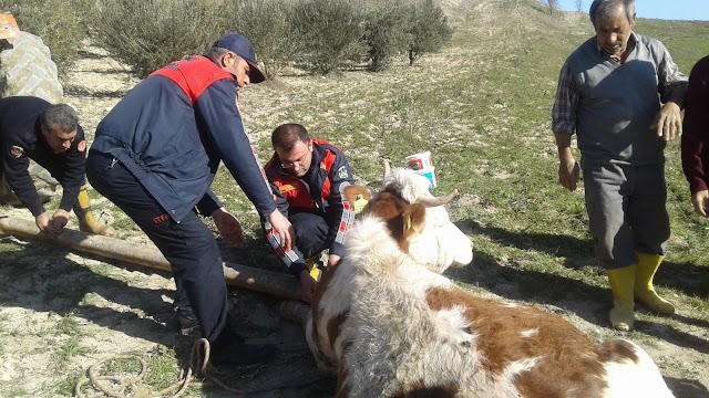 Sarnıca düşen inek Bozova'da kurtarıldı 