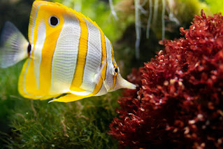 Does fish need oxygen