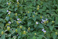 Barleria terminalis