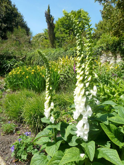 Foxgloves at Ventnor Botanic Gardens