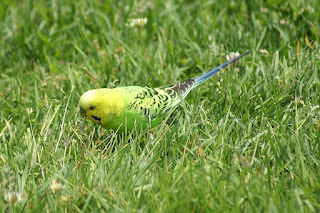 Perruche ondulée - Melopsittacus undulatus - Psittacus undulatus