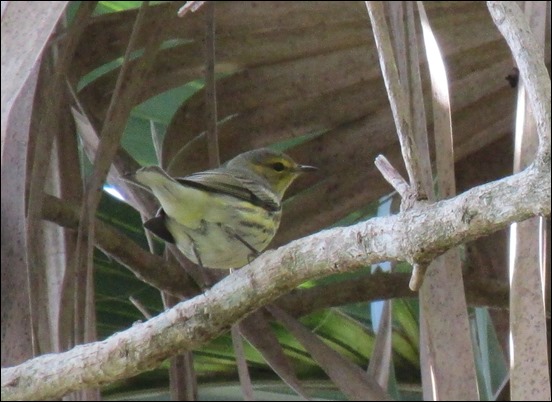 Cape May Warbler Bird (1)