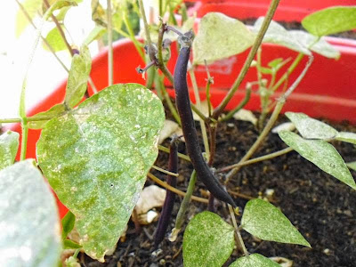 Purple beans on the vine