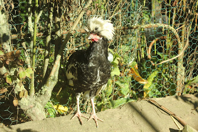 Five month old mottled Polish cockerel young rooster