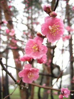 Hokugen Plum Blossom Festival 北限の梅まつり Hokugen no Ume Matsuri