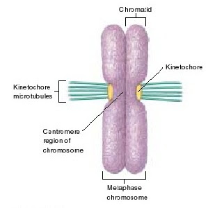 kinetochore adalah, kinetochore, kinetokhor, kinetokhor adalah, kromosom, kromatid, sentromer