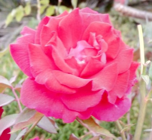 Rose flower 6