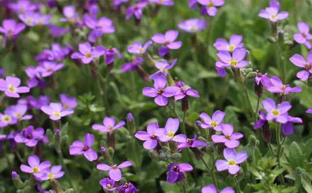 Aubretia Flowers Pictures