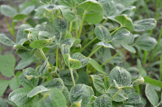 dicamba-injury-soybean