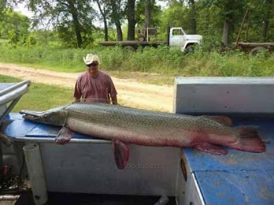 Alligator Gar Fish Seen On www.coolpicturegallery.us