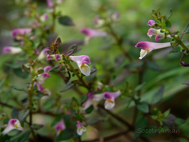 Melampyrum laxum