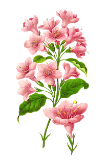 free wildflower illustration flower artwork download