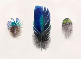 Feather painting on vellum