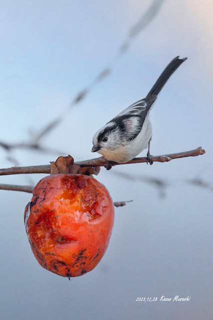 エナガが柿の実を食べに来ました