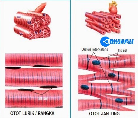 JELASKAN PERSAMAAN DAN PERBEDAAN OTOT RANGKA DENGAN OTOT JANTUNG