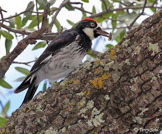 Woodpecker Bird