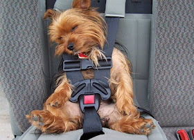 cute sleeping puppies, puppy sleeping on car wears seatbelt