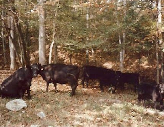Red Hill Cows in 1970