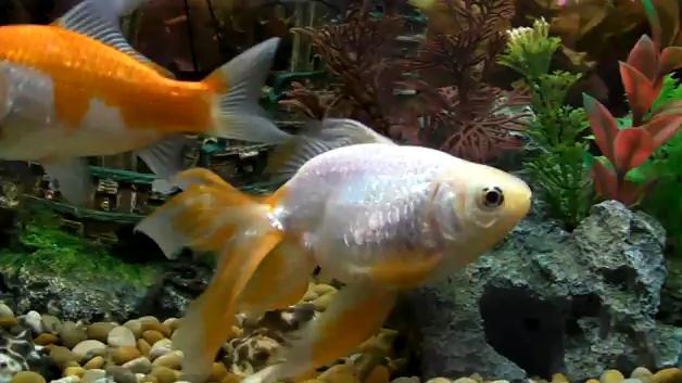 goldfish eggs in tank. goldfish eggs pictures.