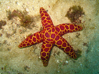 Starfish