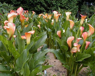 Lilas Calas,Growing Callas,colonias,perfumes,fragancias,olor,olores