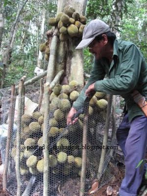  GAMBAR  PELIK GANJIL LUCU BUAH DURIAN LEBAT DI PANGKAL 