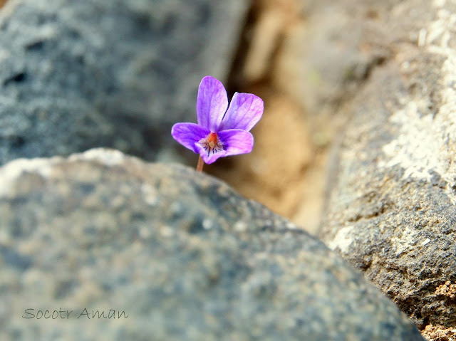 Viola inconspicua