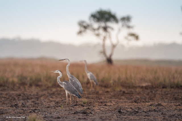 An Bui 2024 Dong Thap - Gray Heron (Diệc Xám)