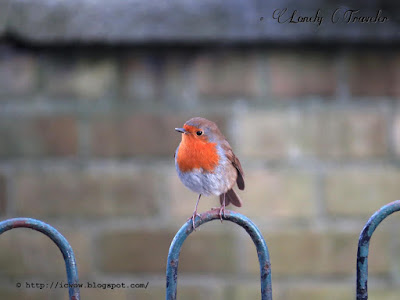 European robin - Erithacus rubecula