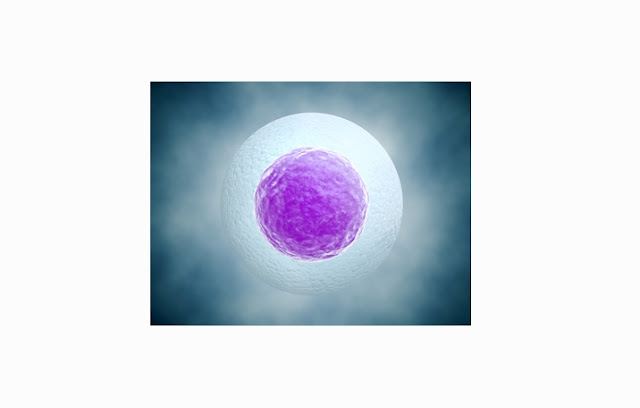 Pengertian, Struktur, Fungsi Ovum