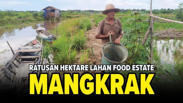 Dikritik Partai Sendiri, Kontroversi Program Food Estate Jokowi: Mangkrak dan Gagal Panen!