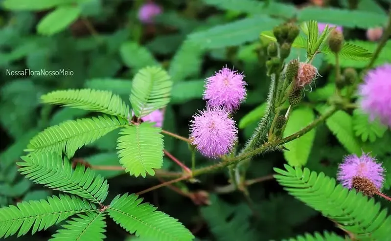 planta medicinal dormideira com flor