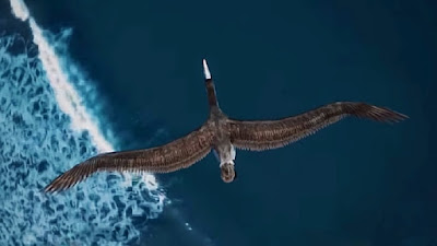 珍奇ノート：ペラゴニス・サンデルシ ― 北米に棲息していた史上最大の古代鳥 ―