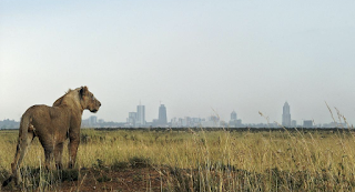 Earth faces "biological annihilation" in sixth mass extinction, scientists warn 