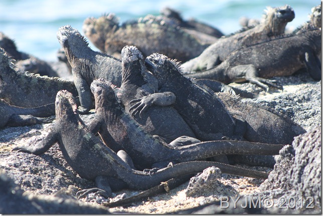 IGUANA SUN SALUTAIONS AT PUNTA ESPINOSA