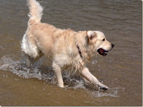 perros golden
