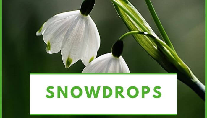 Snowdrops flower