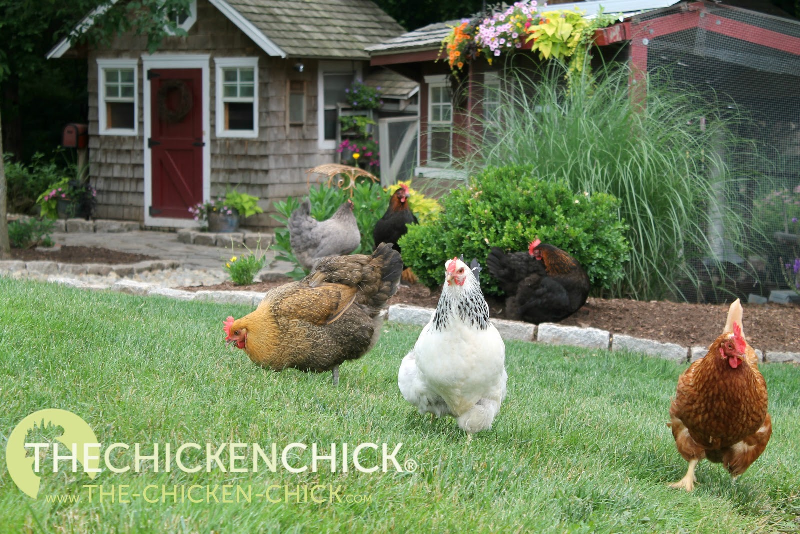 The Chicken Chick®: How Altering Feed can Hurt Your Chickens