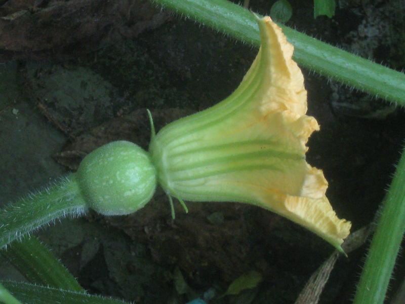 types of flowers that grow quickly Male and Female Pumpkin Flowers | 800 x 600
