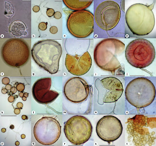Fungi Di Tanaman Tidak Membantu Menyimpan Kelebihan Karbondioksida Pintar Pelajaran Fungi Di Tanaman Tidak Membantu Menyimpan Kelebihan Karbondioksida ?