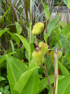 Cannas horticoles divers - Cannas non identifiés - Canna sp. - Conflore - Toloman - Balisier rouge - Safran marron - Balisier d'Inde