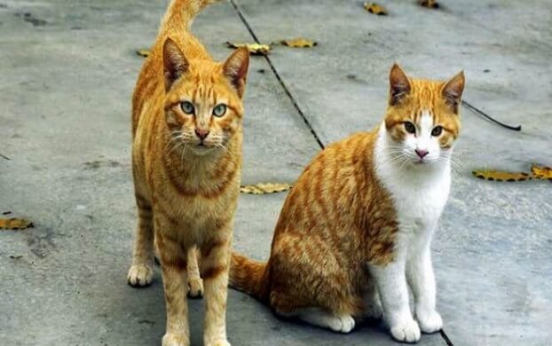 7 Jenis Kucing Populer Peliharaan di Indonesia - Santos Blog