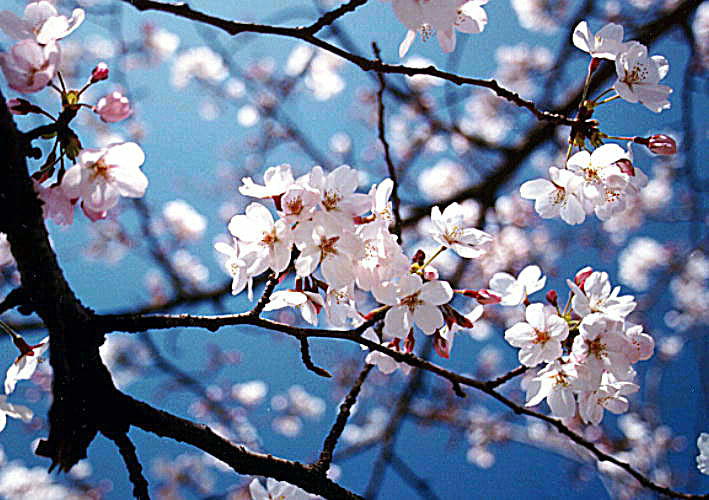  Bunga  Sakura  Wallpaper  GambarBinatang Com