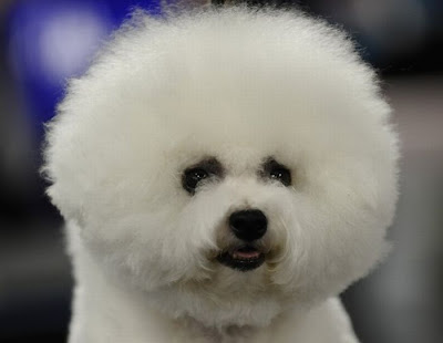 Backstage At The 135th Annual Westminster Dog Show Seen On www.coolpicturegallery.us