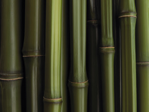 Gambar-Gambar Hutan Bambu Baru