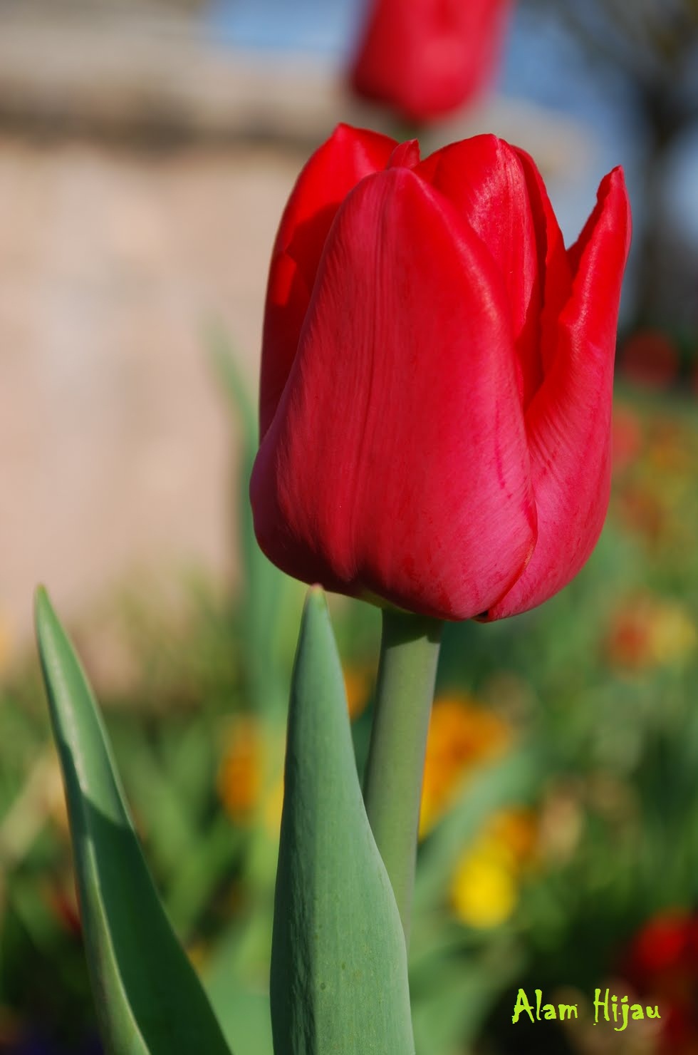  Bunga  Tulip  Merah Koleksi Foto Alam Mentari