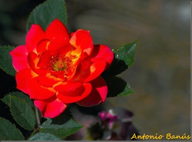 2 DSC_1778 x2