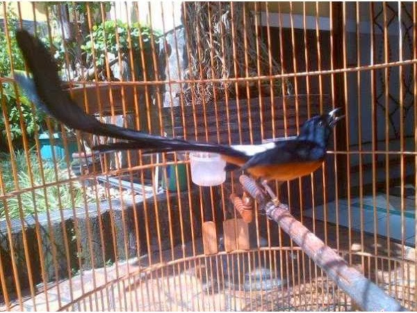 Harga Burung Murai Batu Medan Super Ekor Panjang 27 cm 