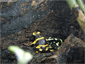  Selva Tropical del Biodôme: Ranas de Dardo Venenosas